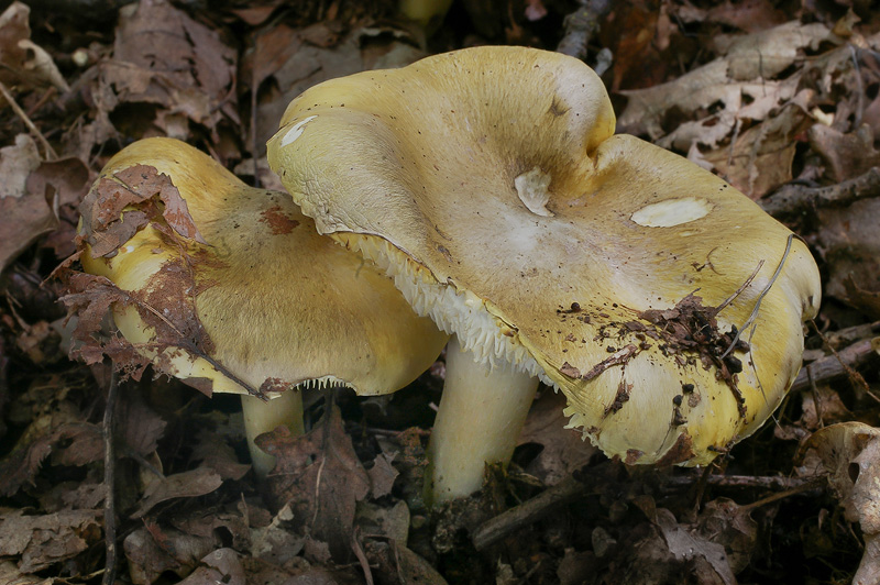 Tricholoma sejunctum